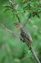 Speke's Weaver (Ploceus spekei), female, Ngorongoro crater, Tanzania, Africa