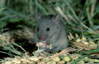 House Mouse (Mus musculus) eating grain, Germany, Europe