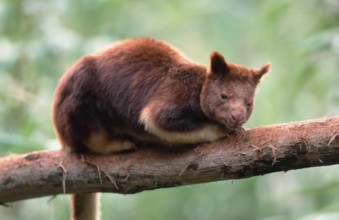 Goodfellow's Tree Kangaroo (Dendrolagus goodfellowi buergersi)