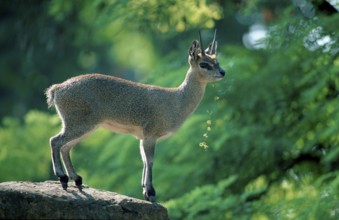 Klipspringer (Oreotragus oreotragus)