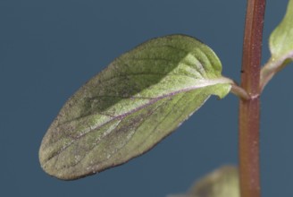 Spearmint (Mentha spicata) leaf