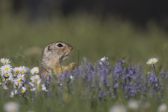 European ground squirrel (Spermophilus citellus) standing in flower meadow with speedwell and