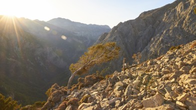 Tree bent by the wind, boulders, Gingilos, hiking on the Gingilos, morning light, back light, sun