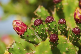 Indian fig opuntia (Opuntia ficus-indica) blossoms and fruits, ebro delta, Catalonia, Spain, Europe