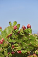 Indian fig opuntia (Opuntia ficus-indica) blossoms and fruits, ebro delta, Catalonia, Spain, Europe