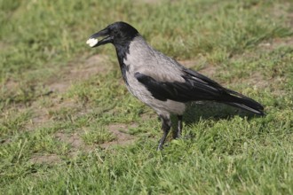 Hooded Crow (Corvus cornix) foraging in a meadow, South Sweden, Sweden, Scandinavia, Europe