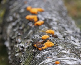 Orange mushroom on a birch tree, Germany, Europe