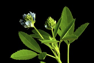 Flower of blue fenugreek, blue fenugreek, Trigonella caerulea, Meliotus coerulea, spice and