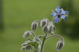 Flower of borage (Borago officinalis), also boretsch, borage, family of the broad-leaved plants,