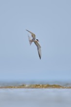 Elegant tern (Thalasseus elegans) flying in the sky above the sea, hunting, ebro delta, Catalonia,