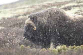 Musk ox (Ovibos moschatus) in light snowfall in Dovrefjell-Sunndalsfjella National Park, Central