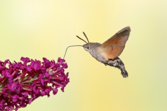 Hummingbird hawk-moth (Macroglossum stellatarum), flying, sucking nectar on flower of