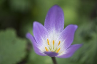 Autumn crocus (Colchicum speciosum), Emsland, Lower Saxony, Germany, Europe