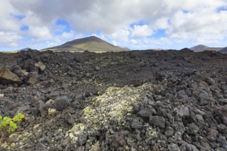 Volcanic landscape with lichen in the lava rock near Timanfaya National Park, Lanzarote, Canary