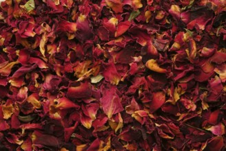 Dried petals of the medicinal plant rose, fragrant rose, Rosa gallica officinalis, The rose is also