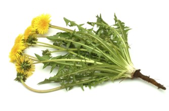 Common dandelion (Taraxacum) Ruderalia, Taraxacum officinale, medicinal plant, the most important