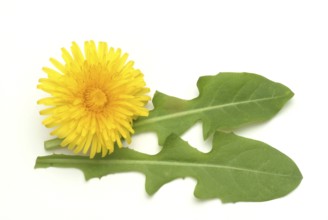 Common dandelion (Taraxacum) Ruderalia, Taraxacum officinale, medicinal plant, the most important