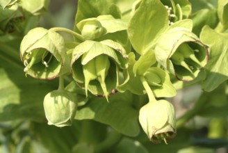 Stinking hellebore (Helleborus foetidus), formerly often used as a medicinal plant