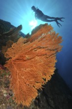 Backlight image of gorgonian fan coral (Subergorgia giant sea fan (Annella mollis), silhouette of