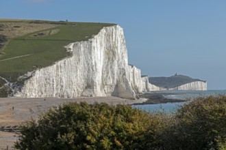 Cuckmere Haven, chalk cliffs The Seven Sisters, bushes, South Downs, England, Great Britain