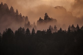 Clouds of mist between the trees in the evening light, Oberstdorf, Oberallgäu, Allgäu, Swabia,