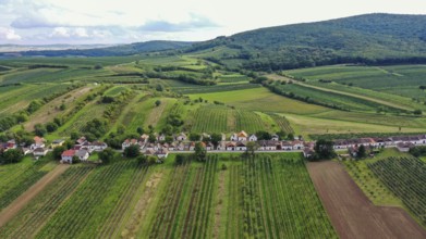 Aerial view, landscape with field vineyard, cellar alley, Weinviertel, Obritz, Lower Austria,