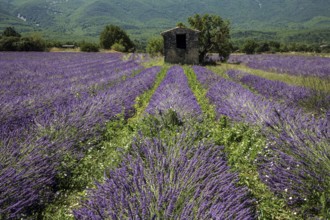 Old stone house with tree in lavender field, flowering true lavender (Lavandula angustifolia), on