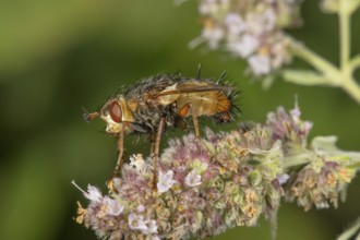 Hedgehog fly (Tachina fera) on flower of horse mint (Mentha longifolia), Baden-Württemberg,