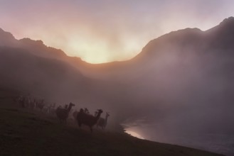 Llamas (lama glama) in dense fog in the evening light at a lake in the mountains, Andes, near