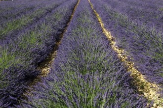 Lavender field, flowering true common lavender (Lavandula angustifolia) near Valensole, Provence,