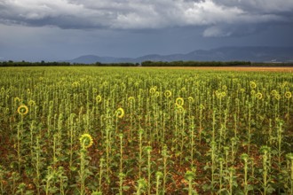 Sunflowers (Helianthus annuus), sunflower field, thunderstorm atmosphere, Provence, France, Europe