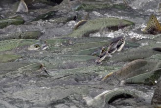 Pink salmons (Oncorhynchus gorbuscha) swim densely packed upstream on their way to spawning