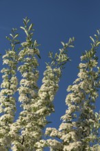 Flowering meadowsweets (Spiraea), blue sky, Bavaria, Germany, Europe