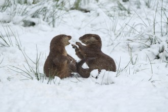 European otter (Lutra lutra), two animals fighting in the snow, winter, captive, Germany, Europe