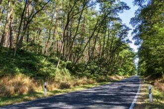 Country road near Walddrehna Brandenburg, Germany, Europe