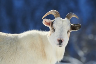 Domestic goat (Capra hircus) portrait, snow, winter in tirol, Kitzbühel, Wildpark Aurach, Austria,