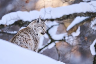 Eurasian lynx (Lynx lynx) sitting in the snow, Wildpark Aurach, Kitzbühl, Tirol, Austria, Europe