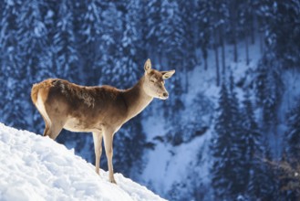 Red deer (Cervus elaphus) hind on a snowy meadow in the mountains in tirol, Kitzbühel, Wildpark