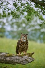 Eurasian eagle-owl (Bubo bubo), sitting alertly on tree trunk at forest edge, Bohemian Forest,