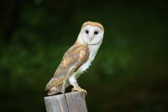 Common barn owl (Tyto alba), sitting on wooden pole, Bohemian Forest, Czech Republic, Europe