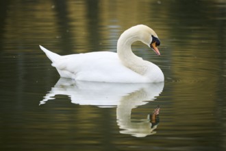 Mute swan (Cygnus olor) swimming in a lake, Bavaria, Germany Europe