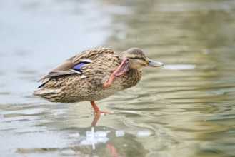 Wild duck (Anas platyrhynchos), female standing on a frozen lake, Bavaria, Germany Europe