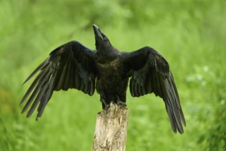 Common raven (Corvus corax), young bird sitting on wooden pole flapping its wings, Bohemian Forest,