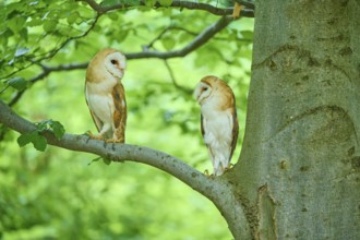 Common barn owl (Tyto alba), two birds sitting in a tree, Bohemian Forest, Czech Republic, Europe