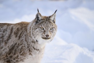 Eurasian lynx (Lynx lynx), portrait, winter, snow, Wildpark Aurach, Kitzbühl, Tirol, Austria,