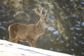 Red deer (Cervus elaphus) stag on a snowy meadow in the mountains in tirol, Kitzbühel, Wildpark