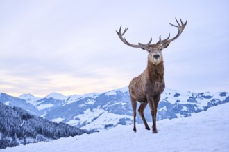 Red deer (Cervus elaphus) stag on a snowy meadow in the mountains in tirol, Kitzbühel, Wildpark