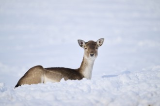 European fallow deer (Dama dama) doe on a snowy meadow in the mountains in tirol, Kitzbühel,