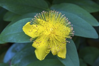 St. John's wort (Hypericum perforatum), flower, Bden-Württemberg, Germany, Europe