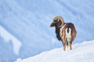 European mouflon (Ovis aries musimon) ram on a snowy meadow in the mountains in tirol, Kitzbühel,